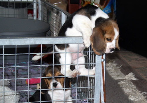 Kletternder Beaglewelpe